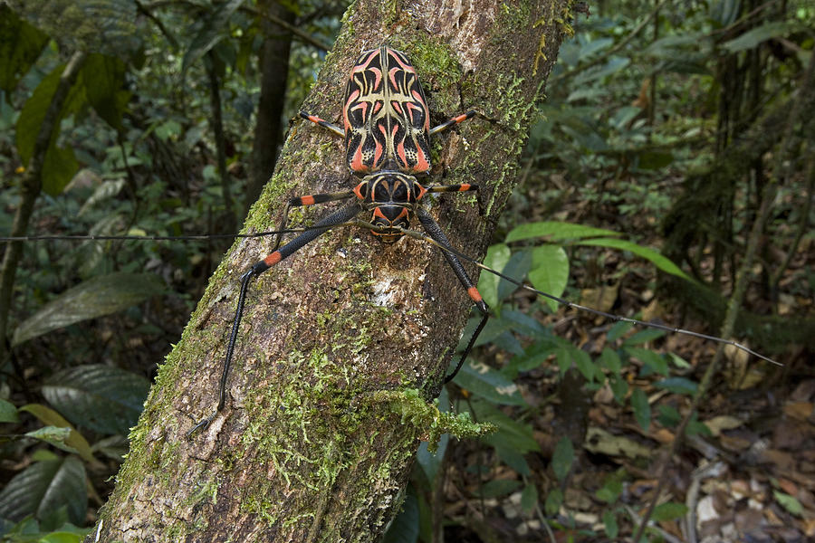 Harlequin Beetle Female Acarai Mts Photograph by Piotr Naskrecki