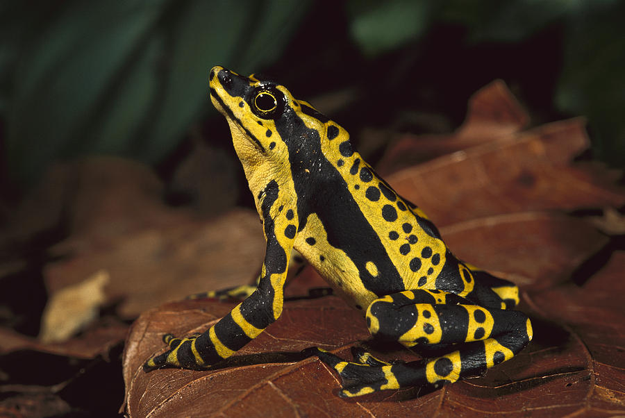 Amphibians Photograph - Harlequin Frog Atelopus Varius by Pete Oxford