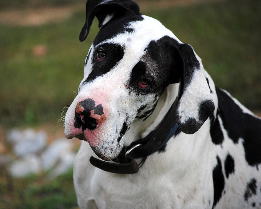 Dog Photograph - Harlequin Great Dane by Jai Johnson