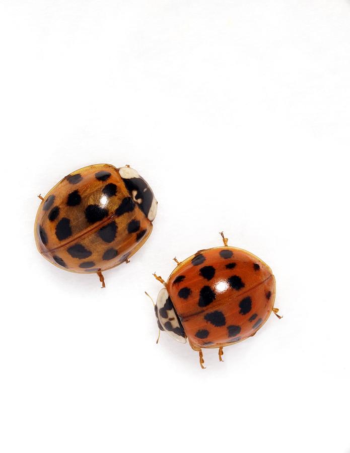 Insects Photograph - Harlequin Ladybirds by Sheila Terry
