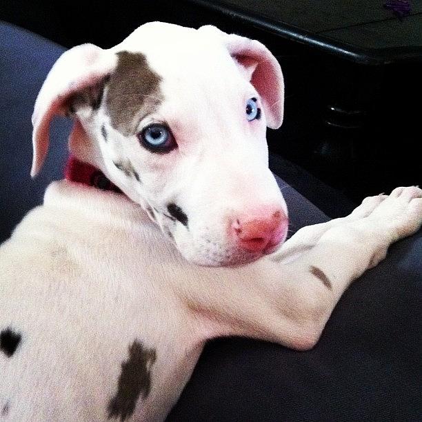 Love Photograph - #harlequin #love #puppy #blueeyes by Samantha Huynh