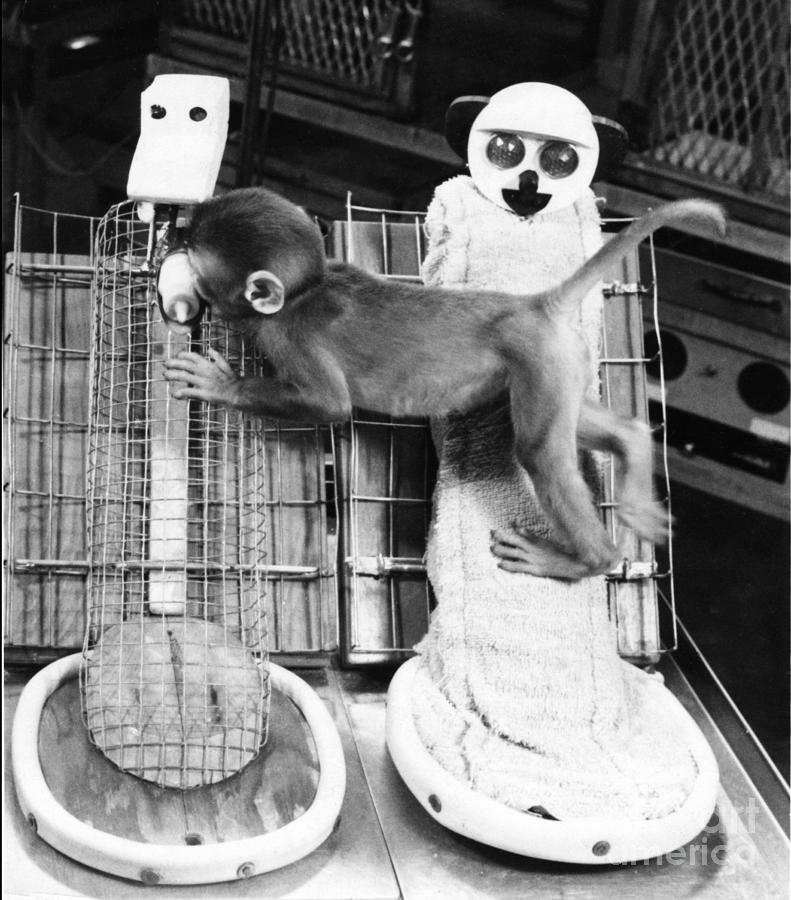 Harlows Monkey Experiment Photograph by Photo Researchers, Inc.