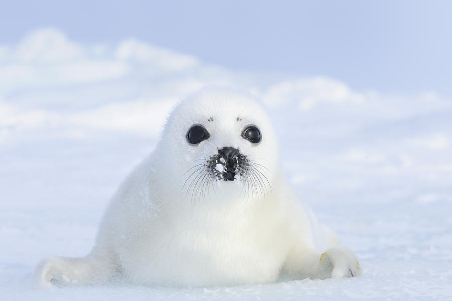 Harp Seal (pagophilus Groenlandicus) Very Young Pup, Magdalen Islands ...