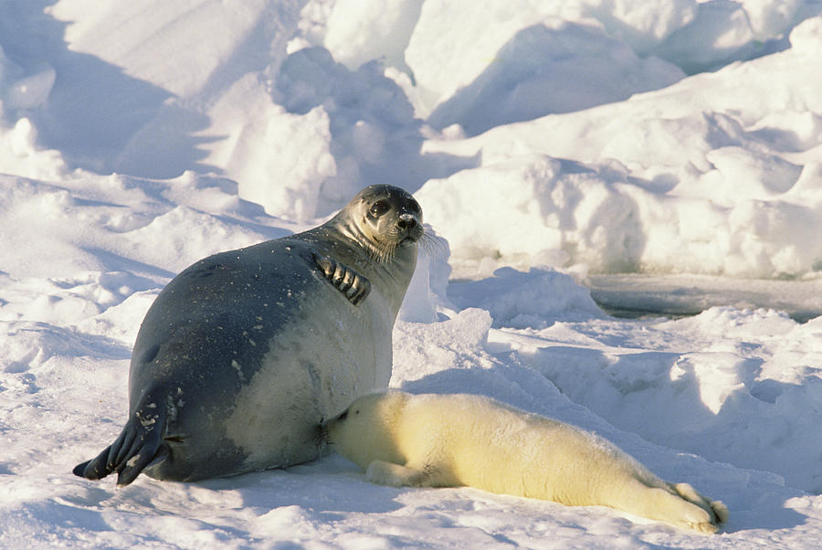 Harp Seal Phoca Groenlandicus Mother Photograph by Gerry Ellis