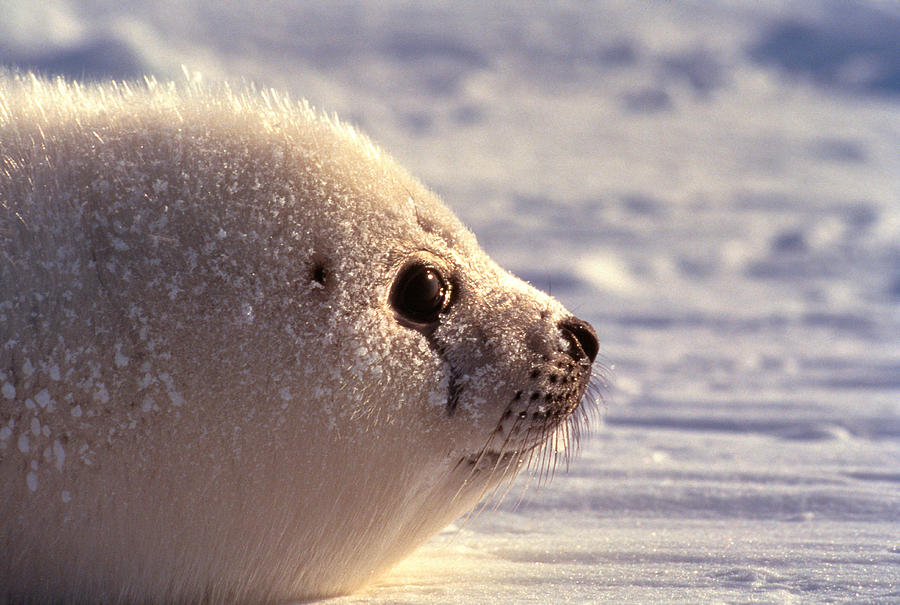 Harp Seal Pup Photograph by Jupiterimages