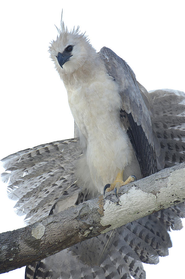 Bird Photograph - Harpy Eagle Harpia Harpyja Recently by Pete Oxford