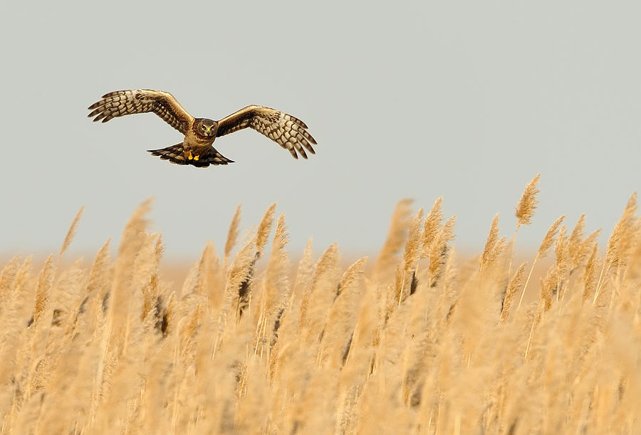 Wildlife Photograph - Harrier Oer Amber Waves by William Jobes