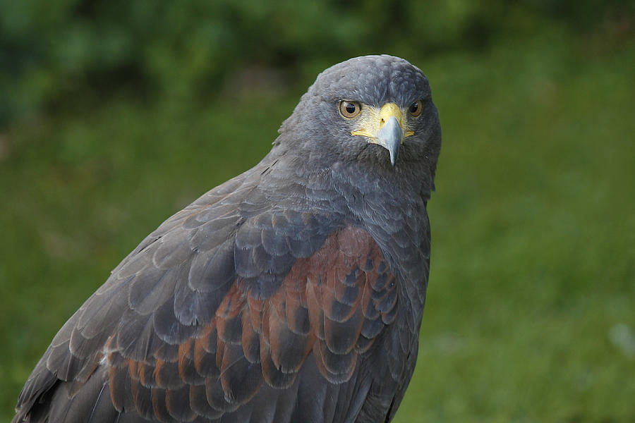 Harris Hawk Photograph by Clare Bambers