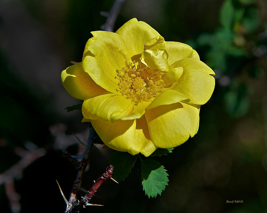 Harrisons Yellow Rose Photograph by Stephen Johnson