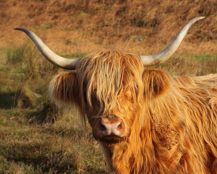 Hairy Cow Photograph by Bruce J Robinson
