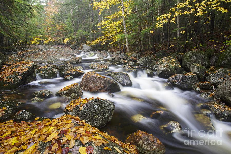 Landscape Photograph - Harvard Brook - Lincoln New Hampshire by Erin Paul Donovan