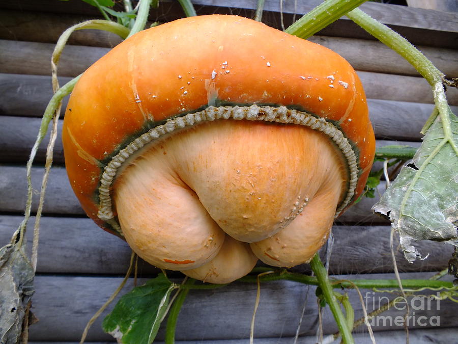 Pumpkin Photograph - Harvest- A Weird Pumpkin by Ausra Huntington nee Paulauskaite