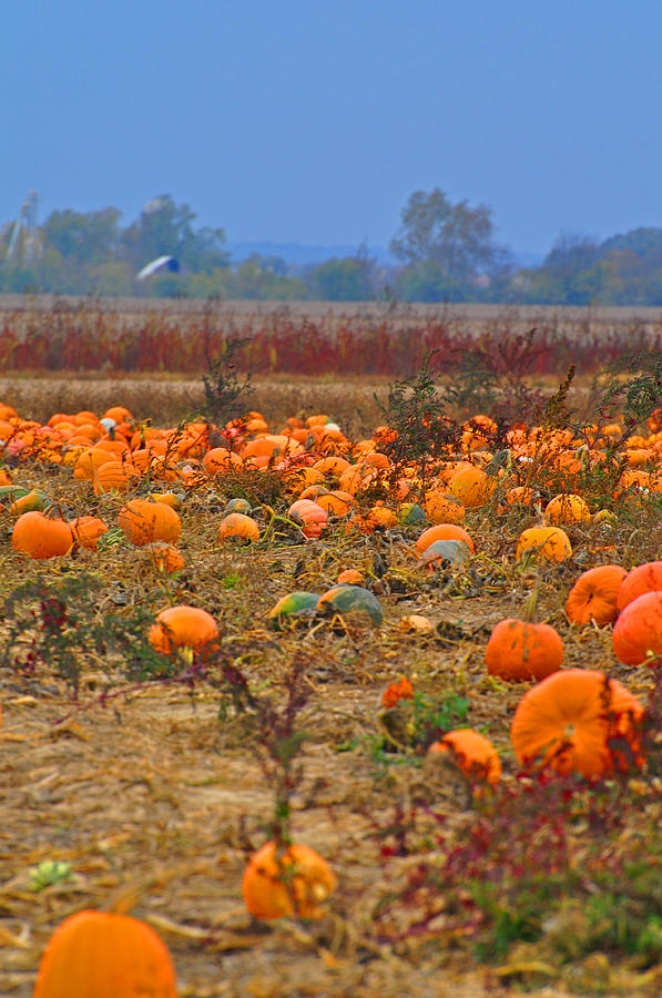 Pumpkin Photograph - Harvest at Dusk by Peter  McIntosh
