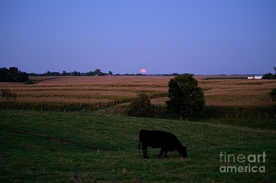 Harvest Moon II Photograph by Sue Stefanowicz