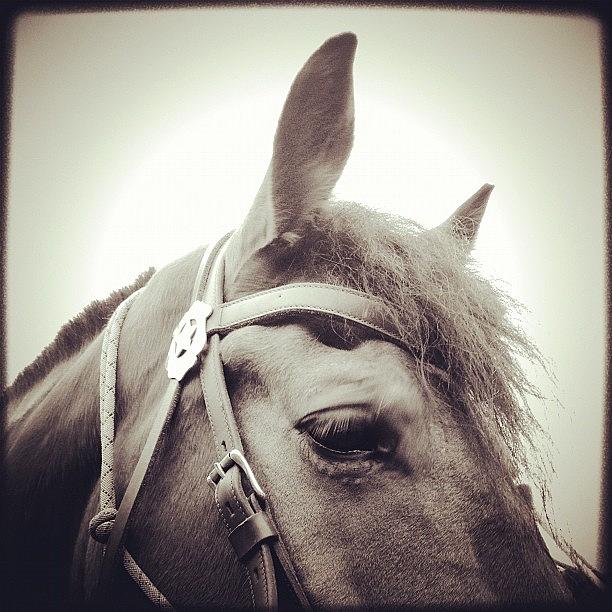 Horse Photograph - Harvest. #seattlemountedpatrol #horse by Kevin Smith