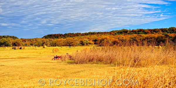 Tree Photograph - Harvested Row by Royce Bishop