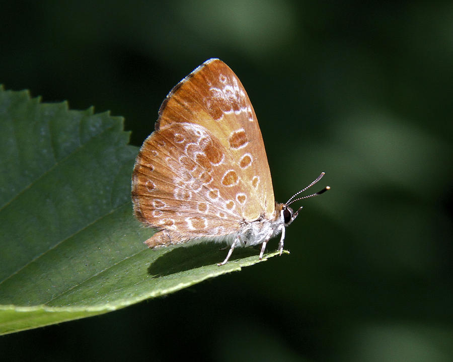 Harvester Butterfly Photograph by Doris Potter