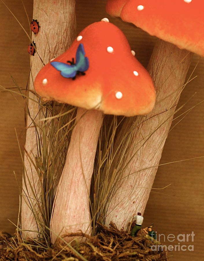 Mushroom Photograph - Harvesting Mushrooms by Louise Fahy