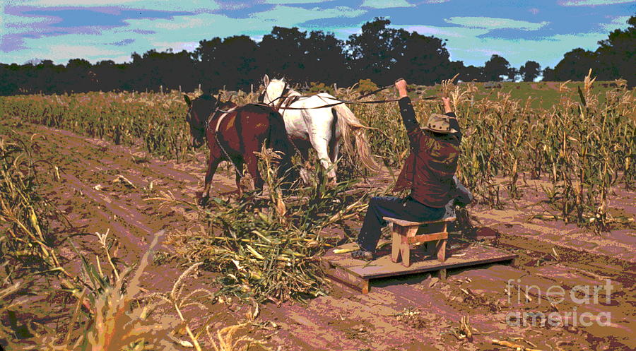 Harvesting New Corn  Photograph by Padre Art
