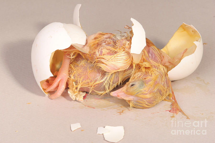 Chicken Photograph - Hatching Chicken 19 Of 22 by Ted Kinsman