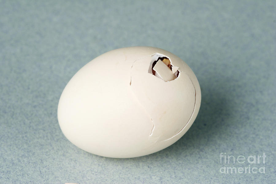 Chicken Photograph - Hatching Chicken by Ted Kinsman