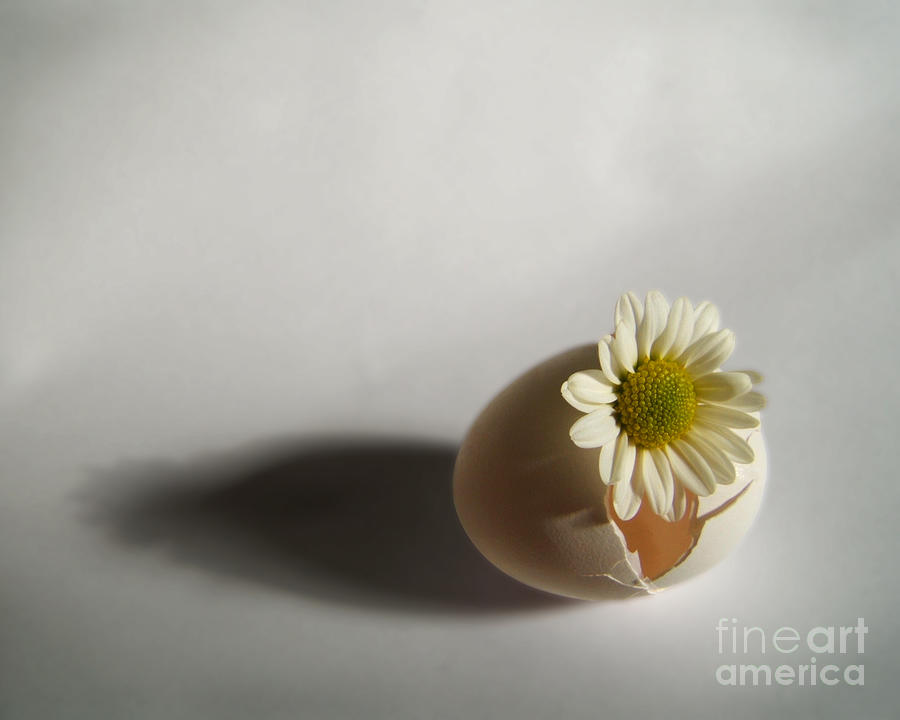 Daisy Photograph - Hatching Flower Photograph by Kristen Fox