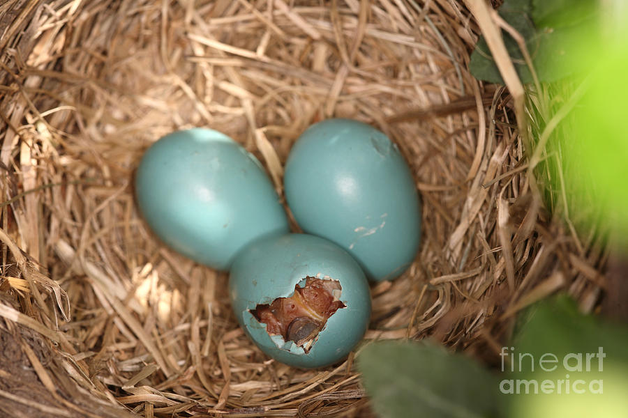 Wildlife Photograph - Hatching Robin Nestlings by Ted Kinsman