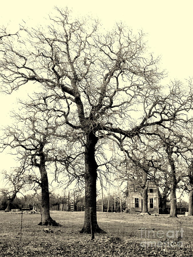 Tree Photograph - Haunted Homestead by Joe Pratt