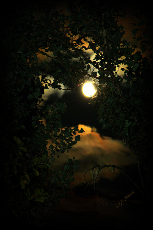Haunting Moon Photograph by Jeanette C Landstrom