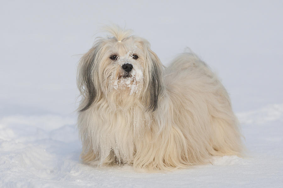 Havanese Dog In The Snow! Photograph by @Hans Surfer Havanese Dog In The Snow! Photograph by @Hans Surfer