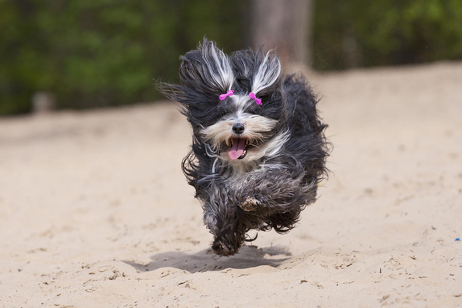 Havaneser Dog Above Sand Photograph by @Hans Surfer Havaneser Dog Above Sand Photograph by @Hans Surfer