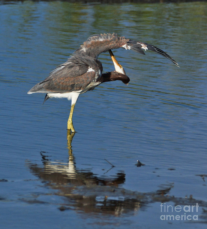 Heron Photograph - Have an itch by Matthew Trudeau