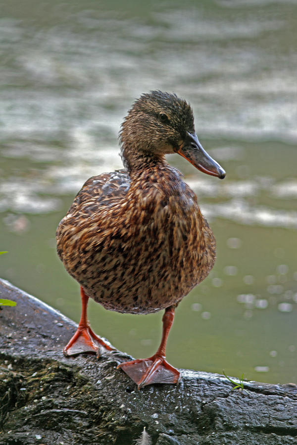 Duck Photograph - Having a Bad Hair Day by Juergen Roth