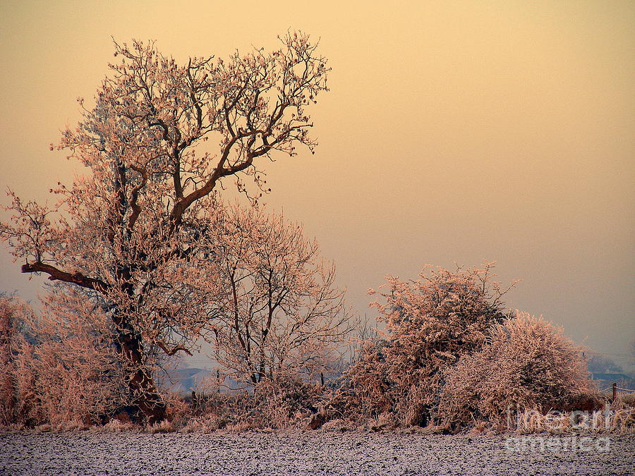 Winter Photograph - Frost 2 by Linsey Williams