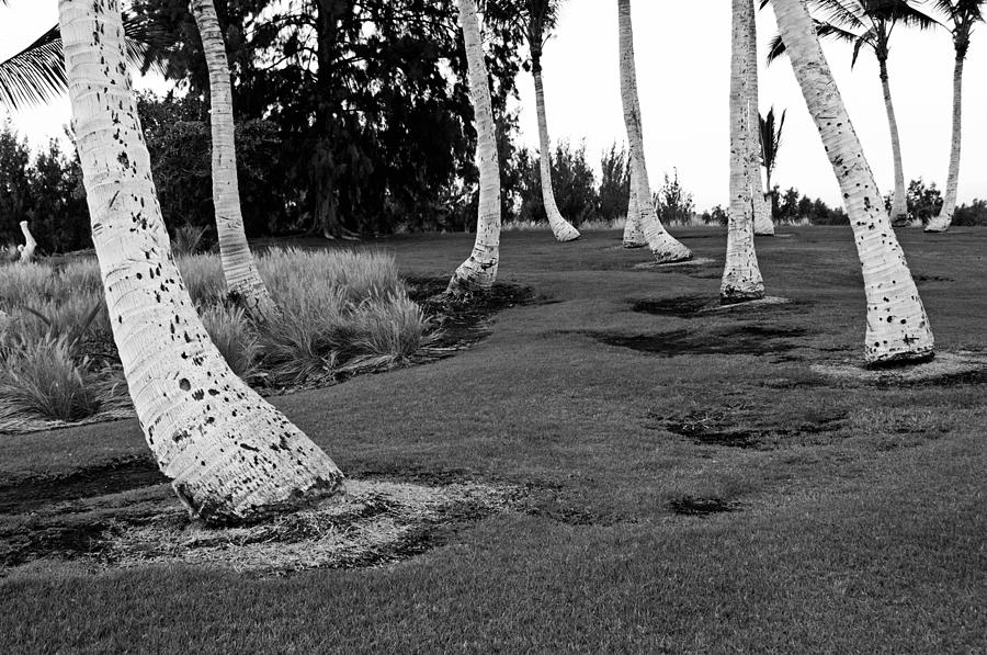 Hawaii palms Photograph by James Steele