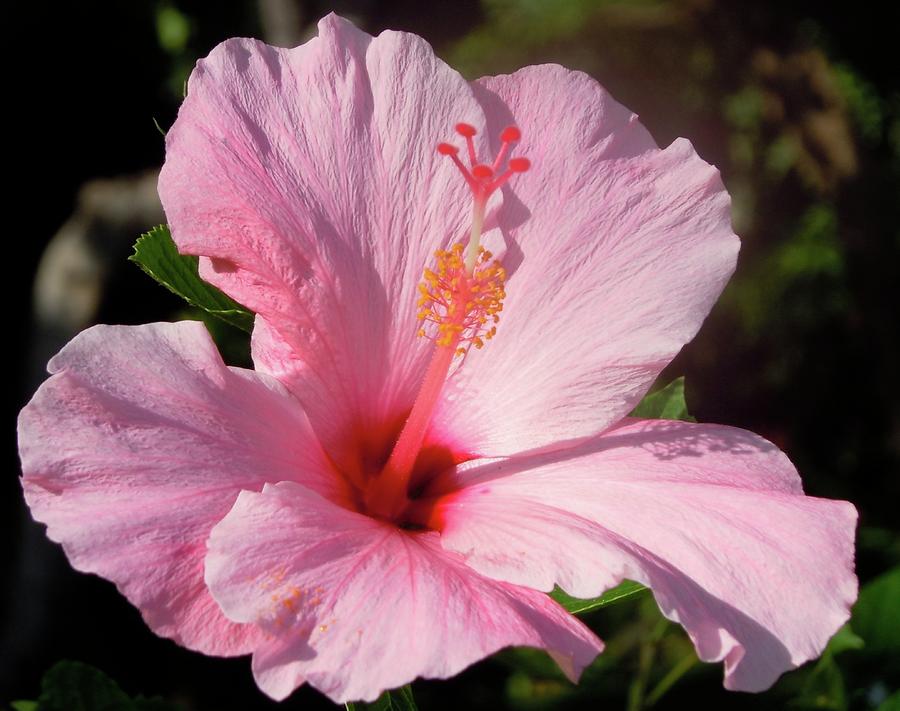 Hawaii Pink Photograph by James Adger - Fine Art America