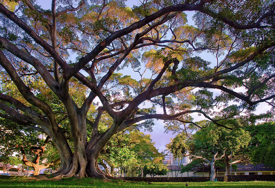 Hawaii Tree Photograph by Dave Dilli