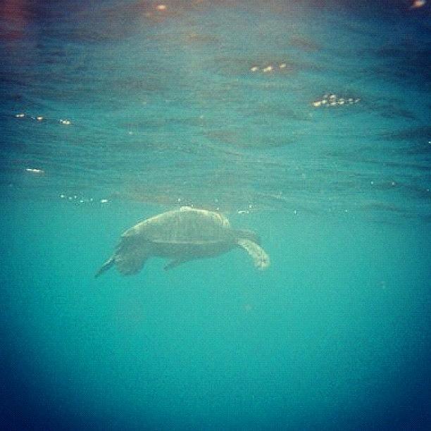 Turtle Photograph - Hawaii Underwater by David Sabat