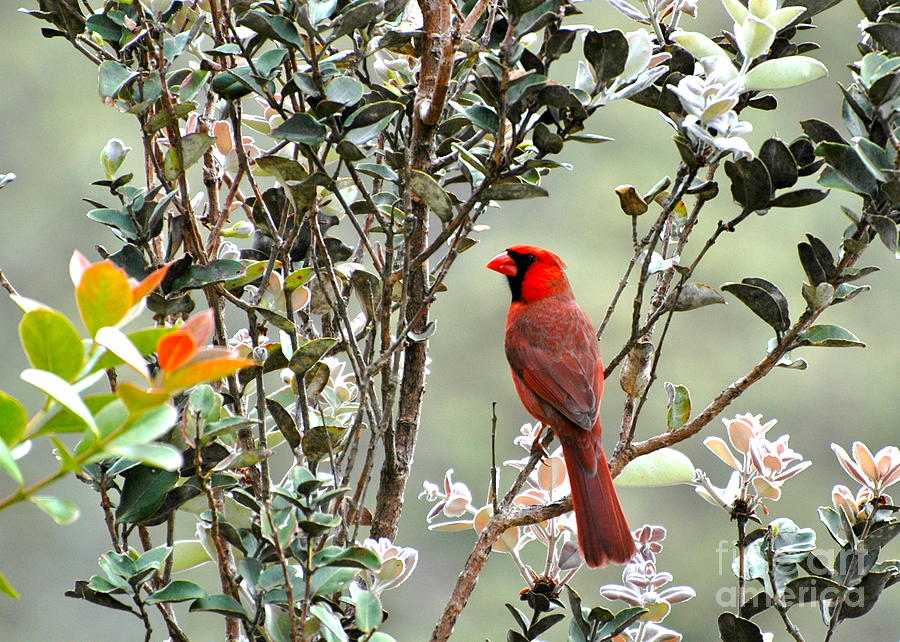 Hawaiian cardinal  Photograph by Johanne Peale
