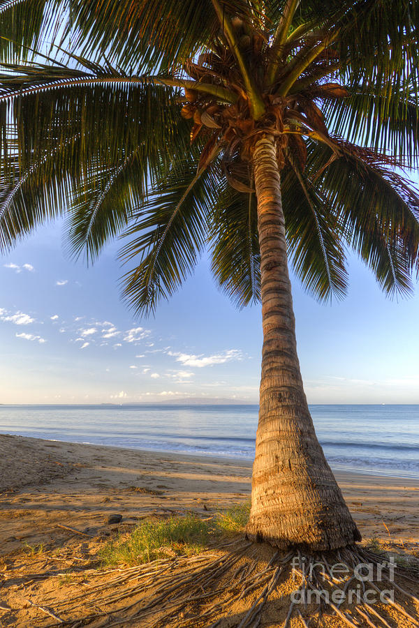 Hawaiian Coconut Palm Sunrise Photograph by Dustin K Ryan