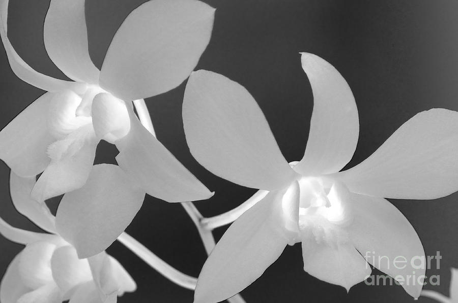 Flowers Still Life Photograph - Hawaiian Floral Detail by Sandra Bronstein