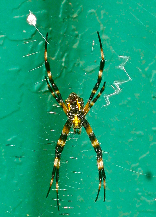 Hawaiian Garden Spider Photograph By Attila The Bun