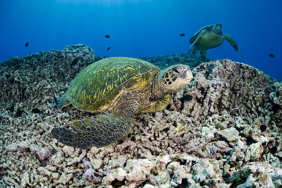 Hawaiian Green Sea Turtle Photograph by Dave Fleetham