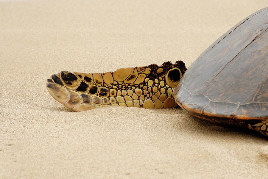 Animal Photograph - Hawaiian Green Turtle rear tail fin by Roderick Bley