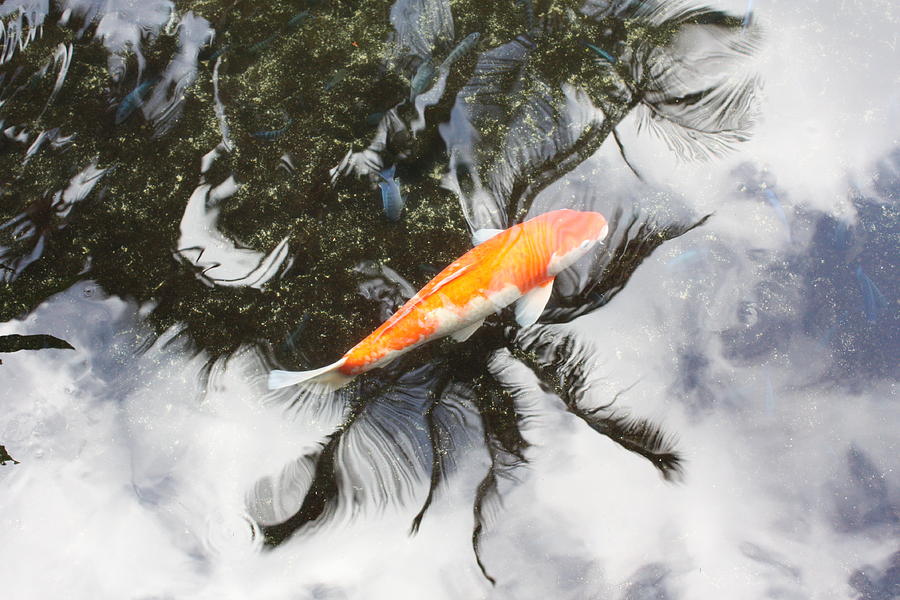 Hawaiian Koi Photograph by Pat Purdy Fine Art America