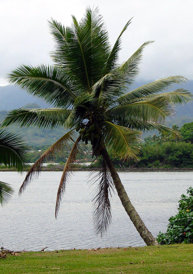 Hawaiian Palm Photograph by Athena Mckinzie