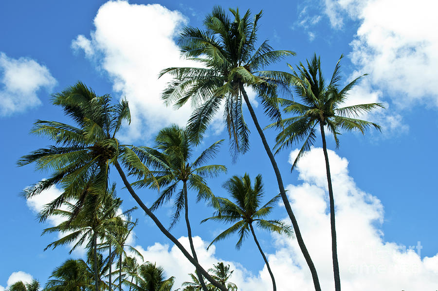 Hawaiian Palm Trees Photograph by Micah May