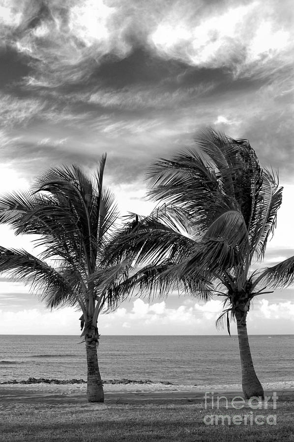 Clouds Photograph - Hawaiian Palms by Mark Gilman