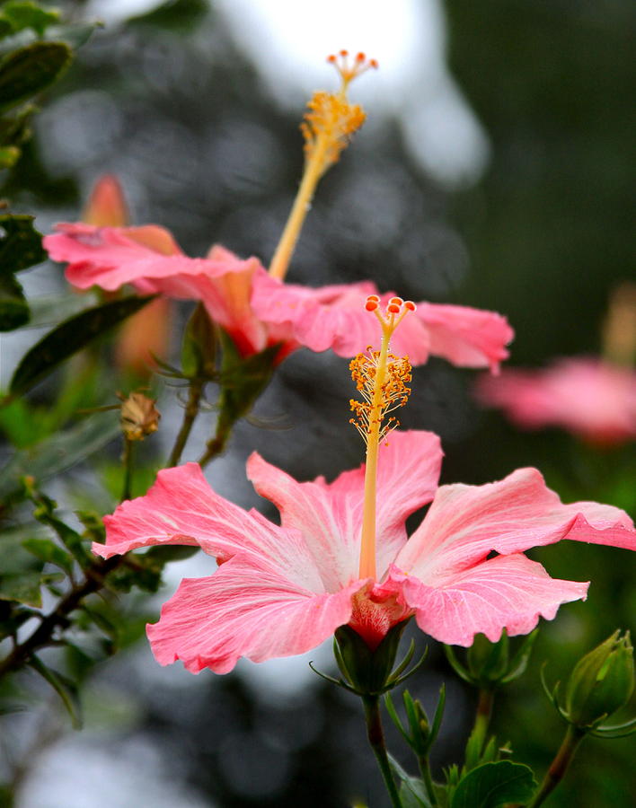 Hawaii Hibiscus Photograph - Hawaiian Pink Hibiscus by Karon Melillo DeVega