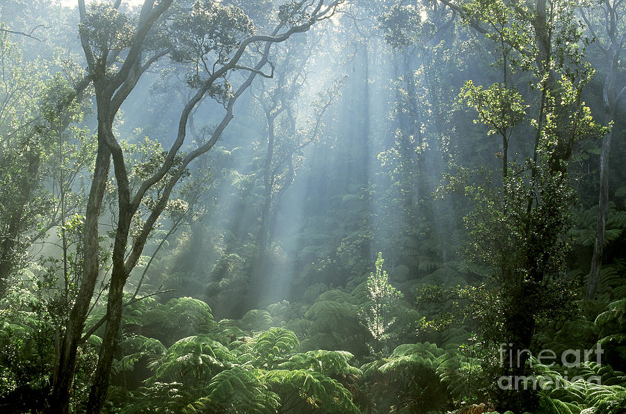 Hawaiian Rainforest Photograph by Gregory Dimijian MD